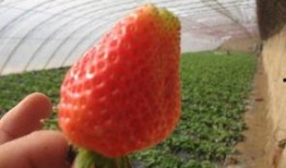 草莓尖尖爆料视频,揭秘幕后故事